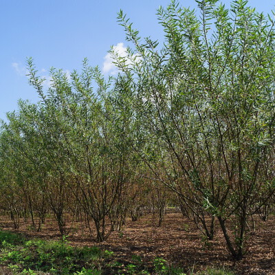 Salix triandra (6)
